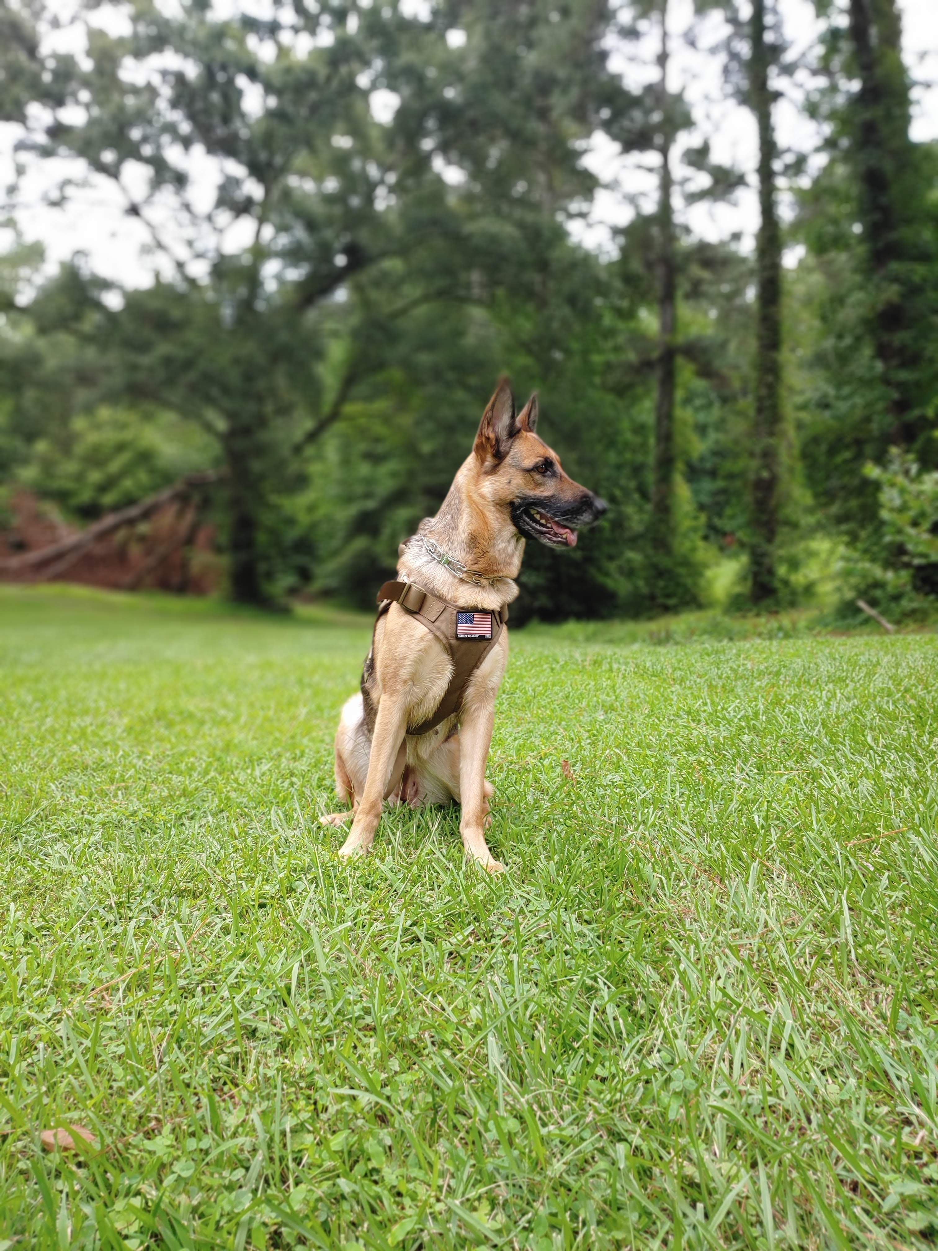 Well-trained German Shepherd