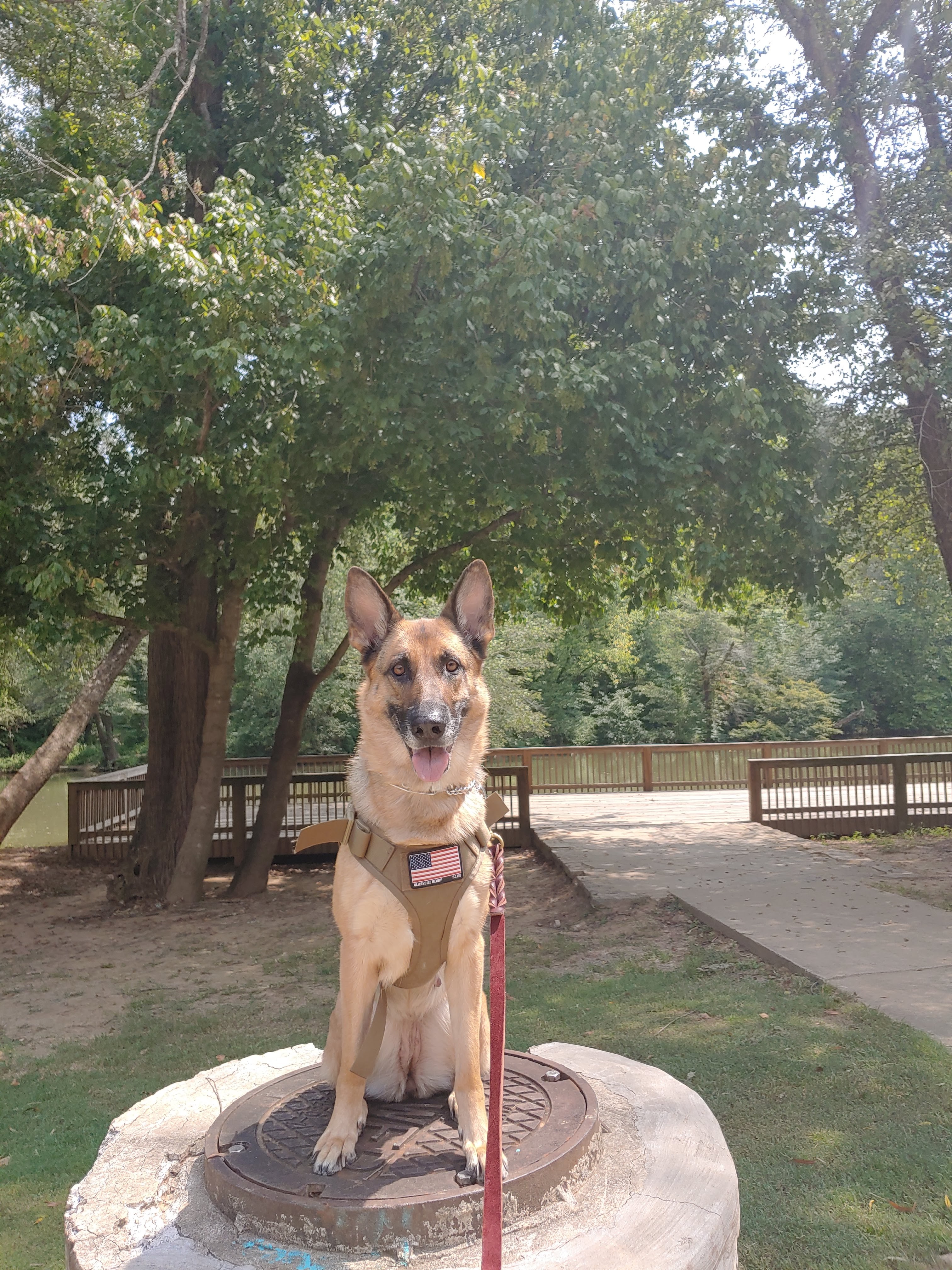 Trained German Shepherd at the park