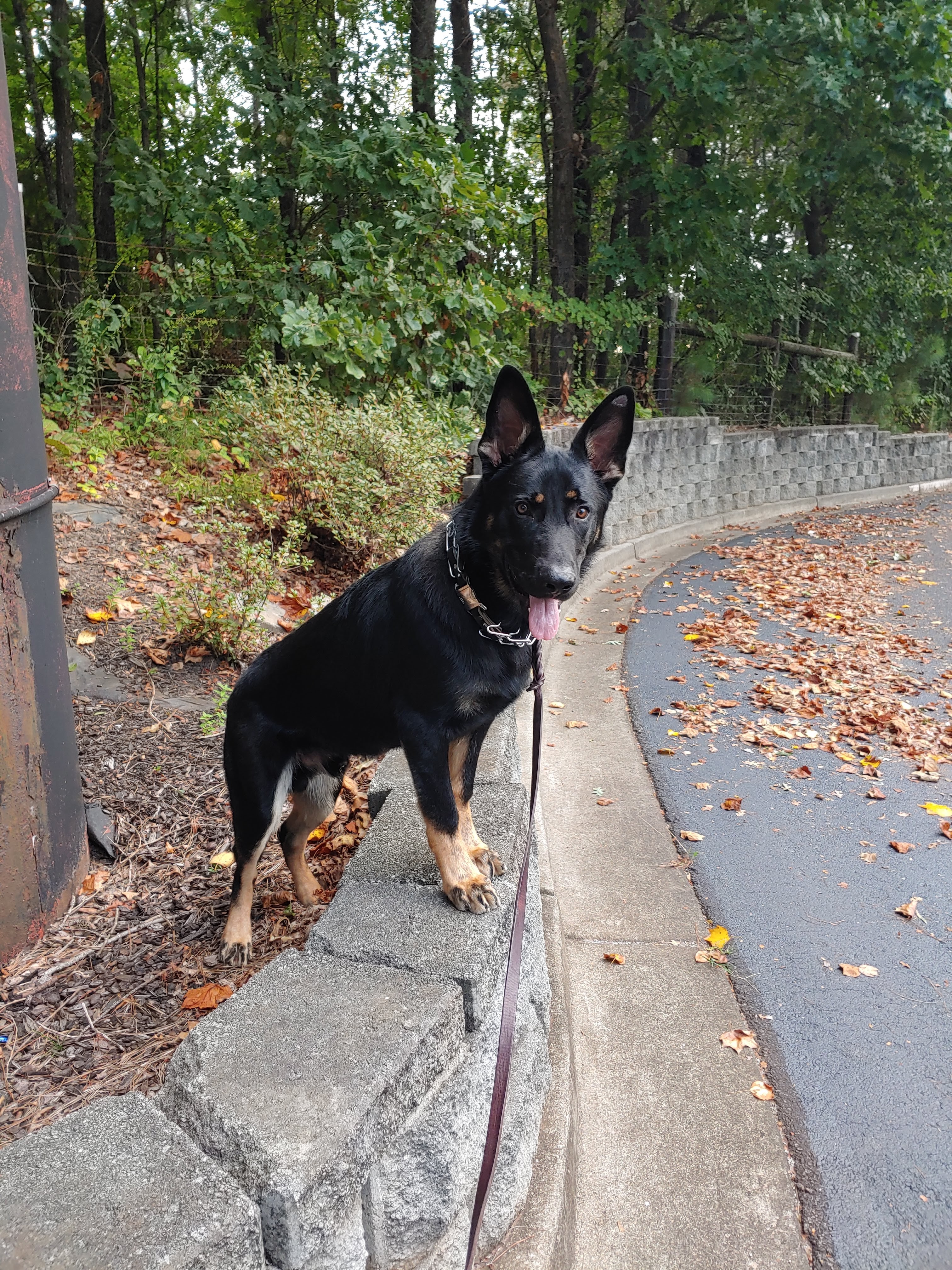 First Gen Dog Trainer with dog