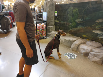 Dog Training in a Store