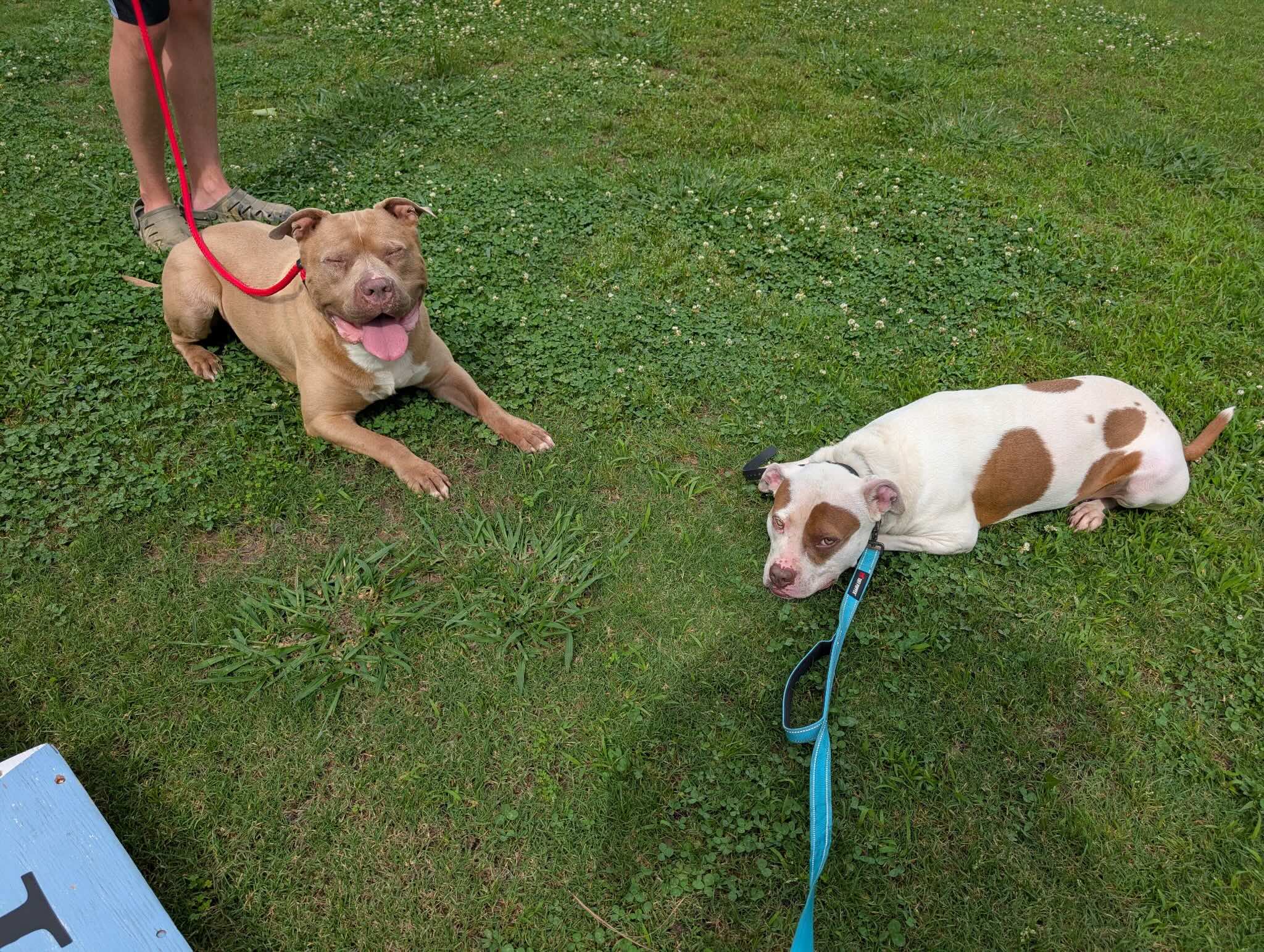 Two Dogs, Calm Down-Stay