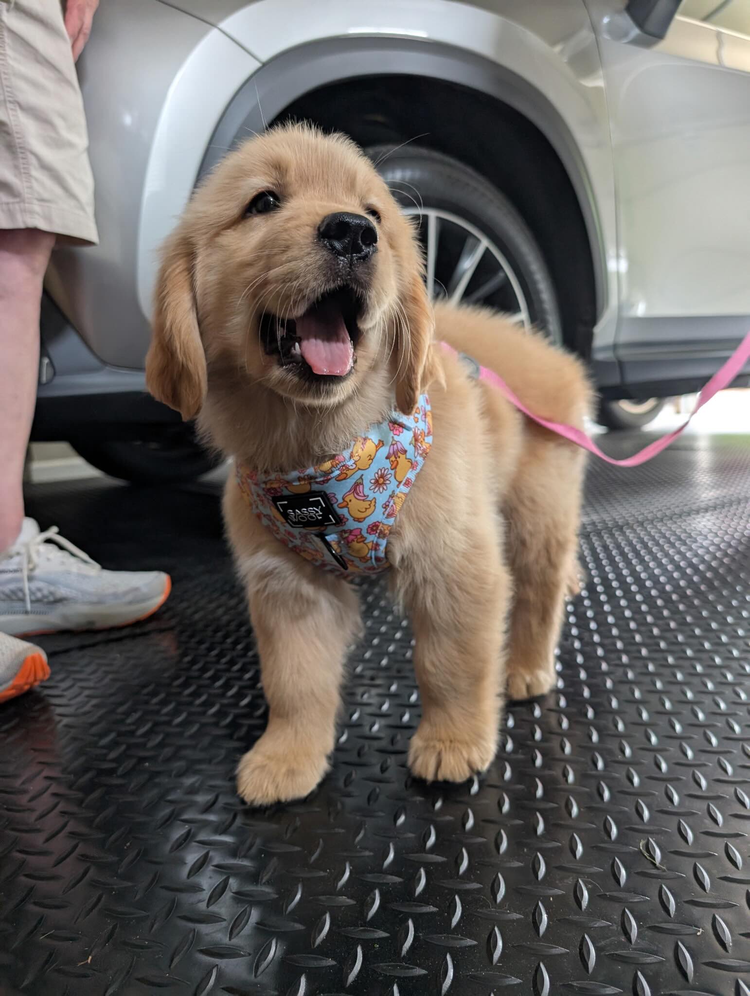 Golden Retriever Puppy