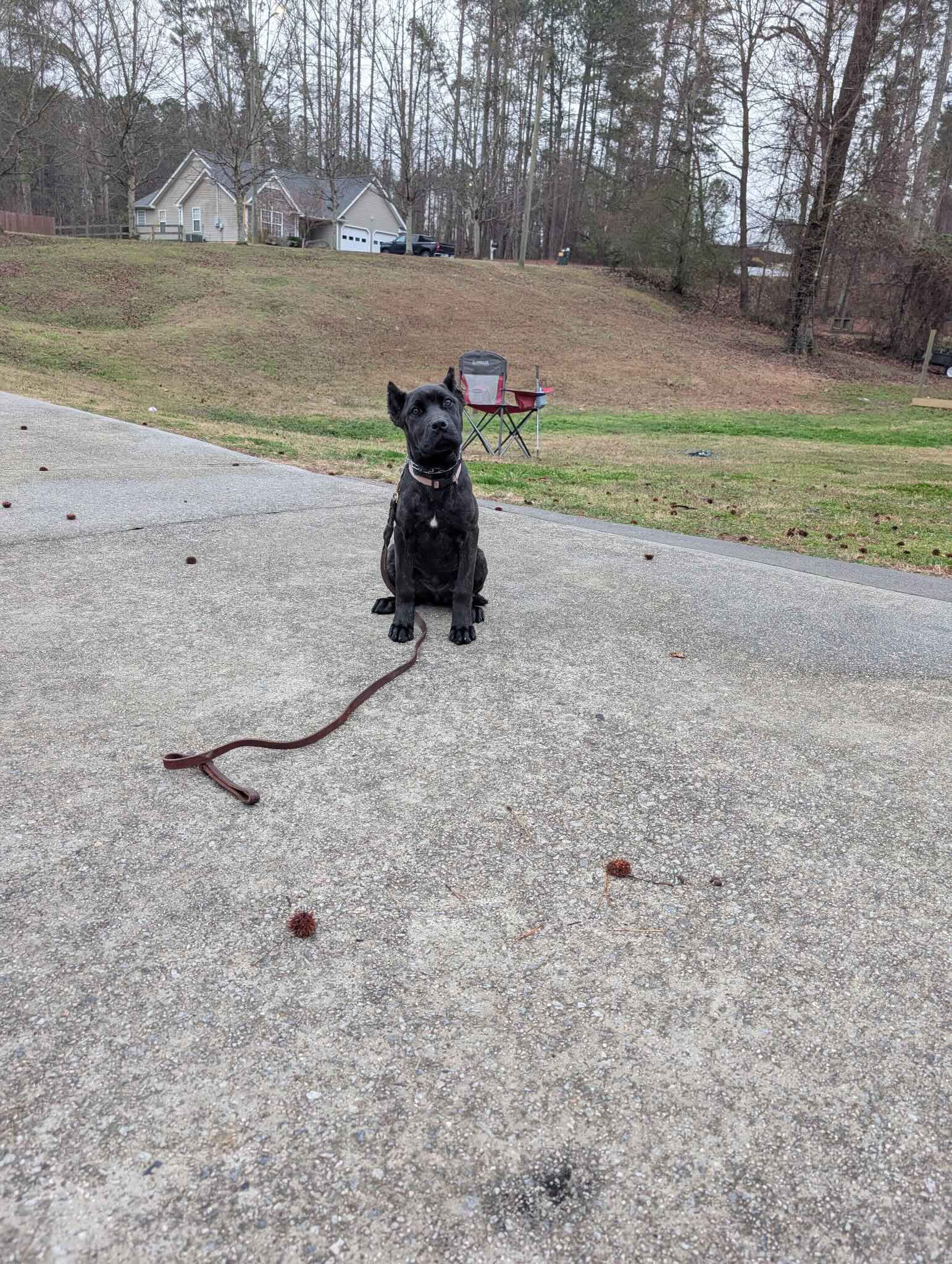 Sit-Stay in the Driveway
